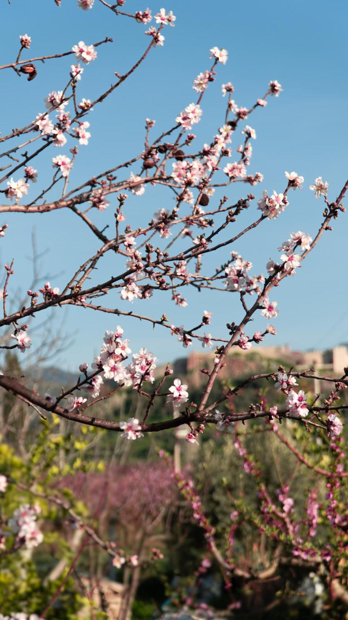 Hotel Mandalin Glamping Selçuk Esterno foto